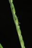 Spikelets (Guilford County, NC)-Early Fall
