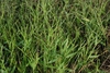 Form (Guilford County, NC)-Early Fall