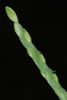Back of spikelet (Guilford County, NC)-Early Fall