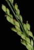Spikelets (Greensboro, NC)-Early Fall