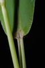 Stem and leaf (Greensboro, NC)-Early Fall