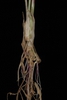 Roots(Greensboro, NC)-Early Fall