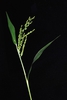 Stem and spikelets (Greensboro, NC)-Early Fall