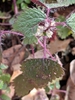 Leaves and stem with stinging hairs