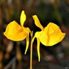 2 yellow, 2-lipped flowers with prominent nectar spurs.