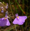 Purple flowers with large lower lip bearing yellow "eye"