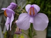 A group of pale purple, two lipped flowers.