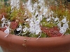 Container with short stalks of white flowers with nectar spurs