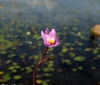 Utricularia Purpurea