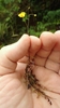 Handle holding yellow flower & mass of root-like stolons.