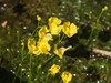 Yellow, 2-lipped flowers.