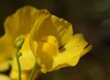 Close up of yellow, 2-lipped flower.