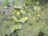 Pond surface with masses of green threads & yellow flowers