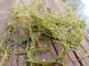Tangle mass of thread-like leaves. Small bladders visible.