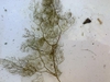 Leaf-like filaments