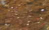 Native habitat