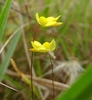 A pair of yellow flowers with broad lower lips & nectar spurs.