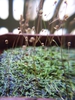 Utricularia subulata