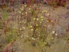 Native habitat