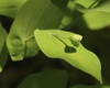 Leaves and fruit