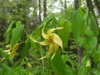 Flower and leaves