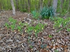 colony of blooms, spring, Iredell County, NC