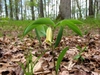 Uvularia sessilifolia