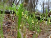 Uvularia sessilifolia
