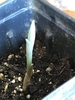 New spring growth