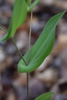 Uvularia perfoliata