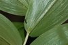 Uvularia puberula