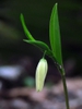 Uvularia sessilifolia