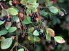 Vaccinium arboreum
