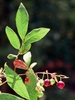 Vaccinium stamineum