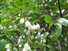 Vaccinium arboreum