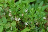 Vaccinium macrocarpon