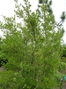 Vaccinium arboreum
