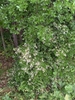 Form in bloom