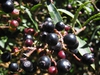 Vaccinium consanguineum