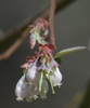 Bell-shaped (Urceolate) flowers red new stems and bracts