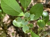 Vaccinium corymbosum 'Climax'
