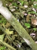 Vaccinium corymbosum 'Premier'
