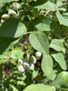 Vaccinium corymbosum 'Climax'