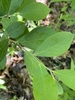 Vaccinium corymbosum 'Premier'