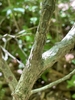 Vaccinium corymbosum 'Climax'