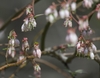 Clusters of urn shaped flowers and red sepals