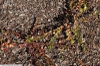 Vaccinium crassifolium