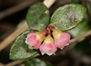 Vaccinium crassifolium