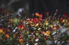 Vaccinium crassifolium