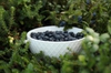 Vaccinium crassifolium